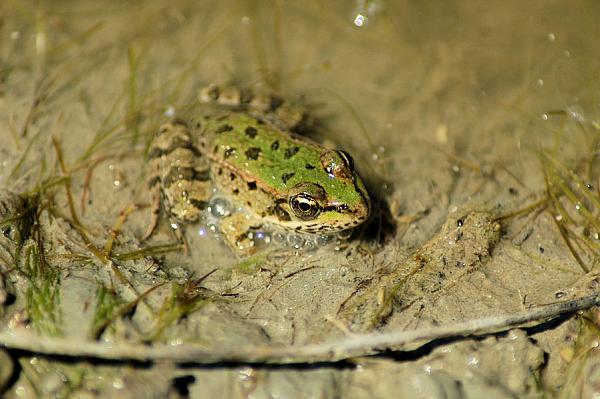 Pelophylax epeiroticus