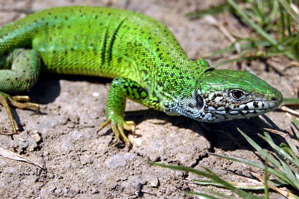 Lacerta viridis