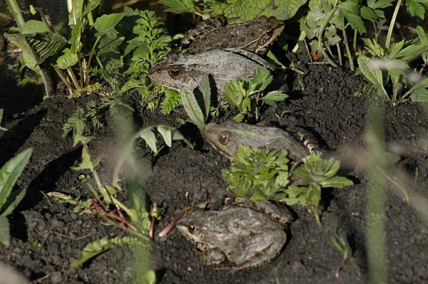 Pelophylax ridibundus