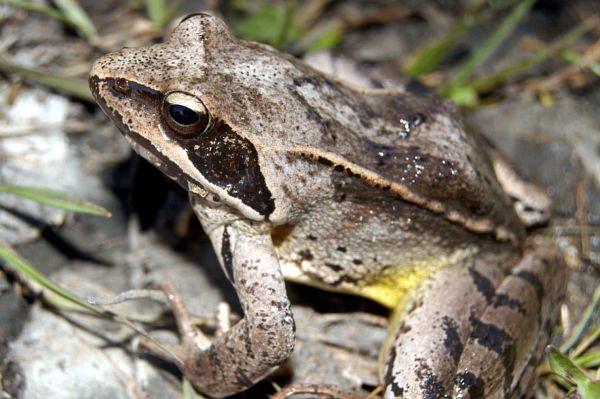 Rana dalmatina