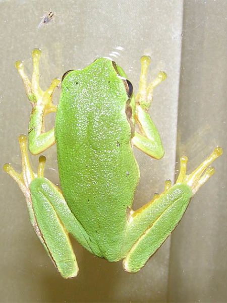 Hyla arborea