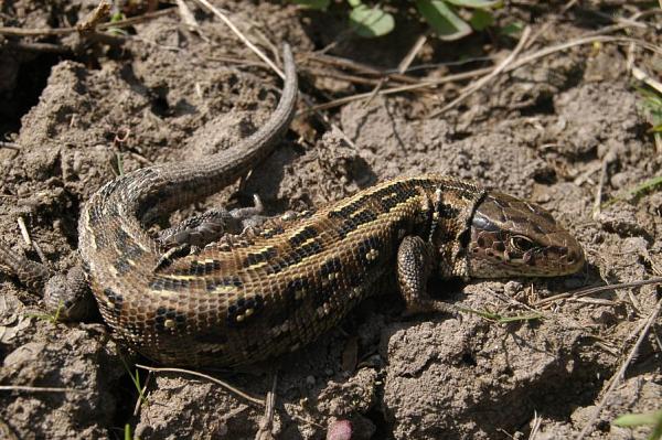 Lacerta agilis