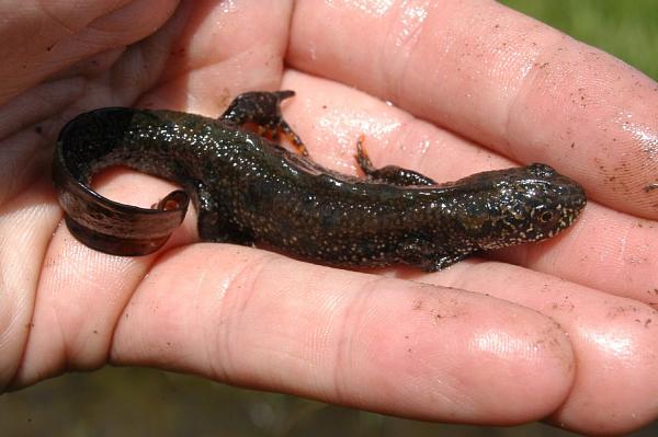 Triturus cristatus