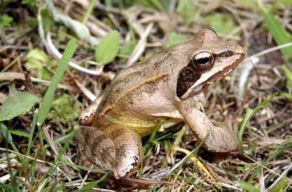 Rana dalmatina