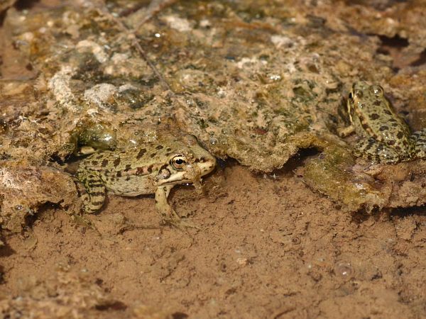 Pelophylax cretensis