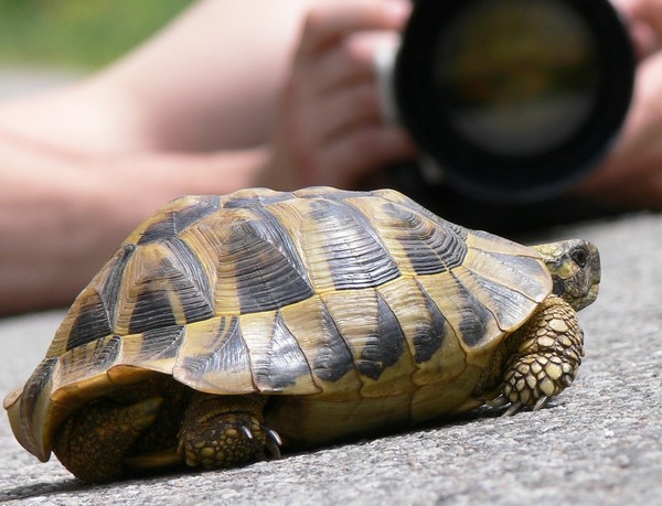 Testudo hermanni