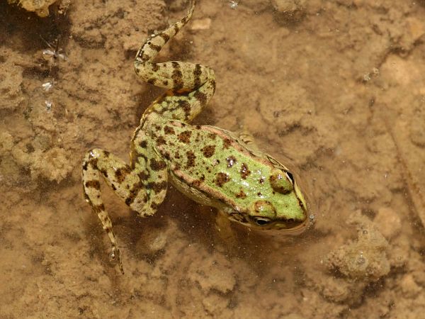 Pelophylax cretensis