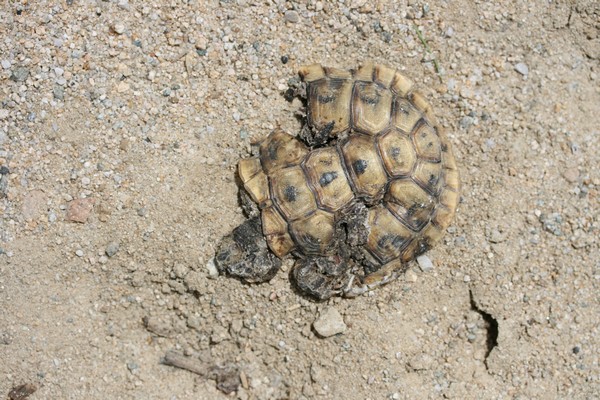 Testudo sp.