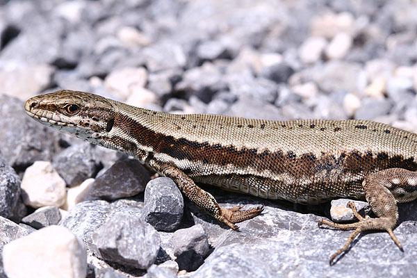 Podarcis muralis