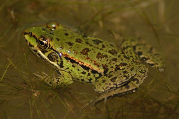 Pelophylax epeiroticus