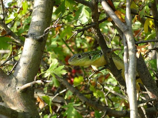 Lacerta trilineata