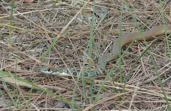 Platyceps najadum