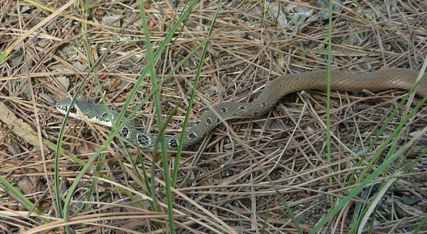 Platyceps najadum