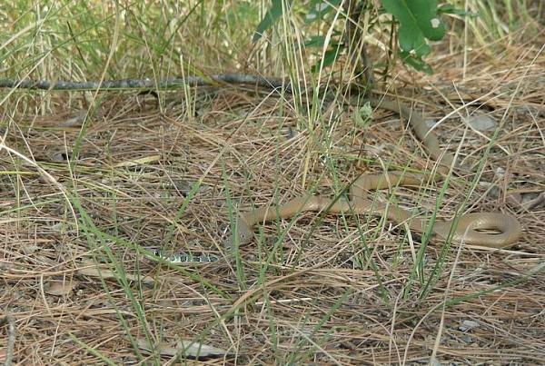 Platyceps najadum