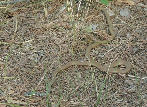 Platyceps najadum