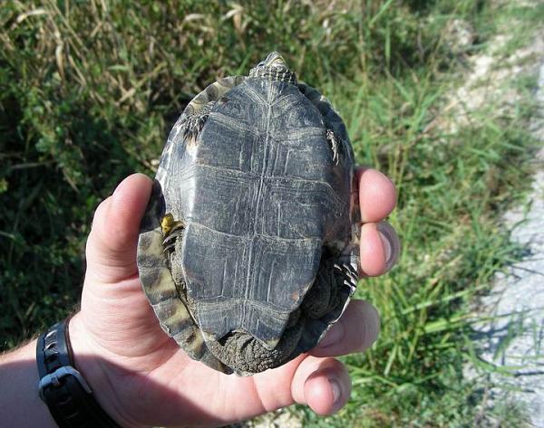 Mauremys rivulata