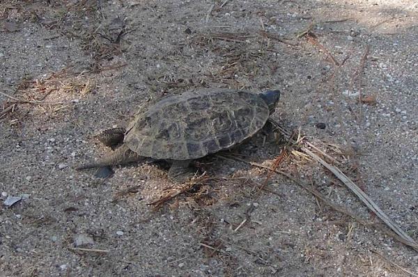 Mauremys rivulata