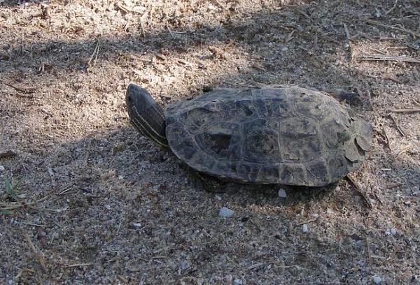 Mauremys rivulata