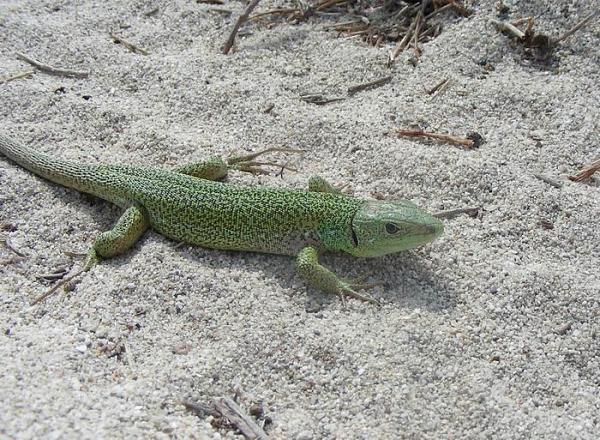 Lacerta trilineata