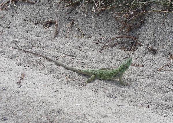 Lacerta trilineata