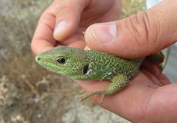 Lacerta trilineata