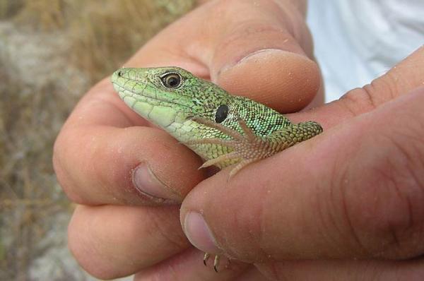 Lacerta trilineata