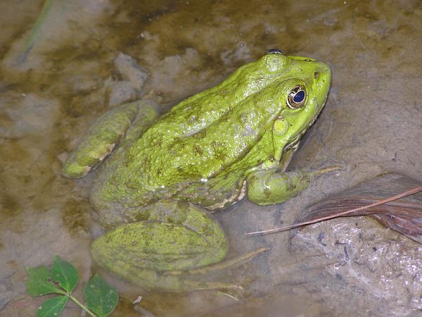 Pelophylax ridibundus