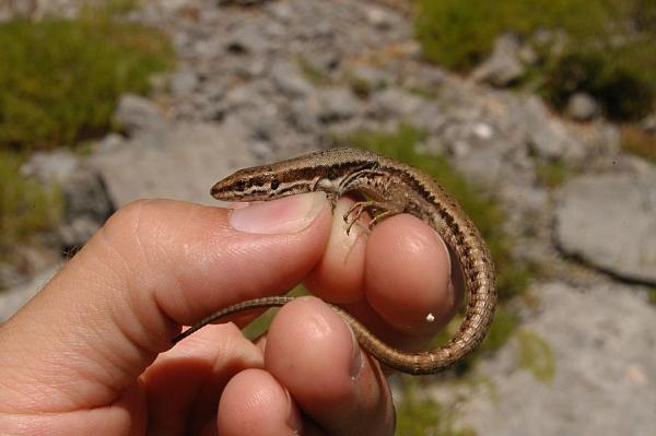 Podarcis muralis