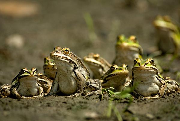 Pelophylax/Rana sp.