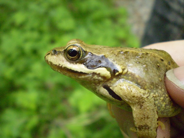 Rana dalmatina