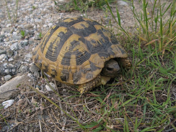 Testudo hermanni