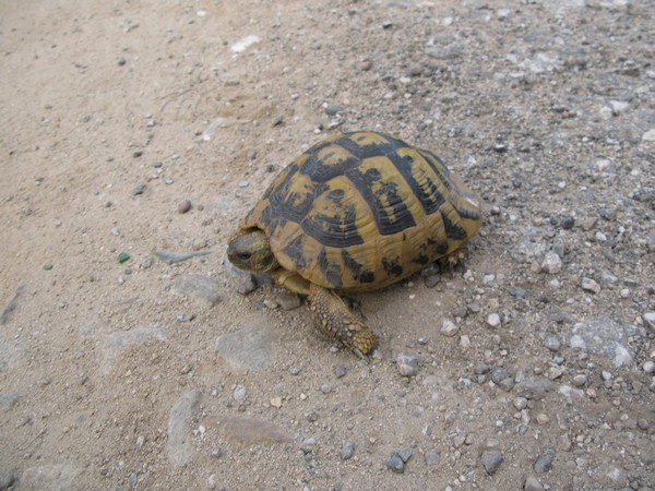 Testudo hermanni