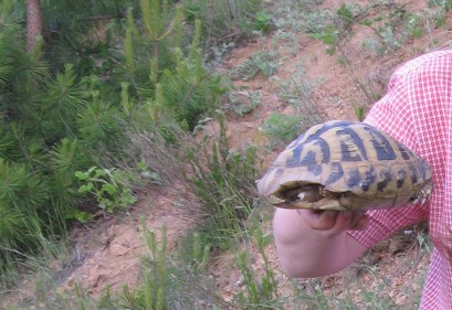 Testudo hermanni