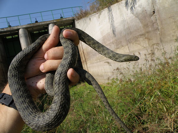 Natrix tessellata