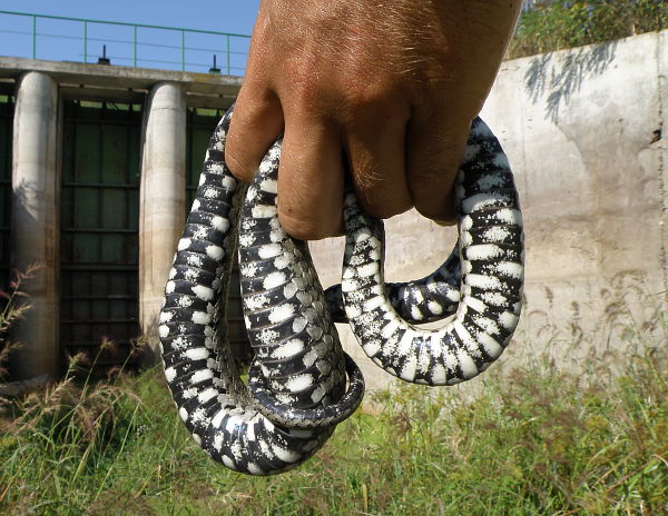 Natrix tessellata