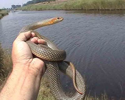 Dolichophis caspius