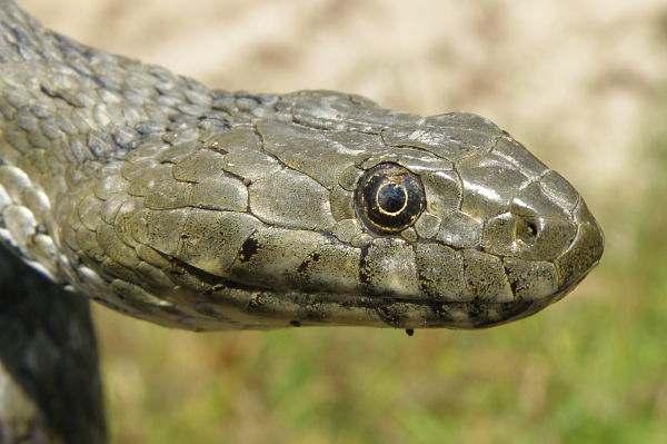 Natrix tessellata