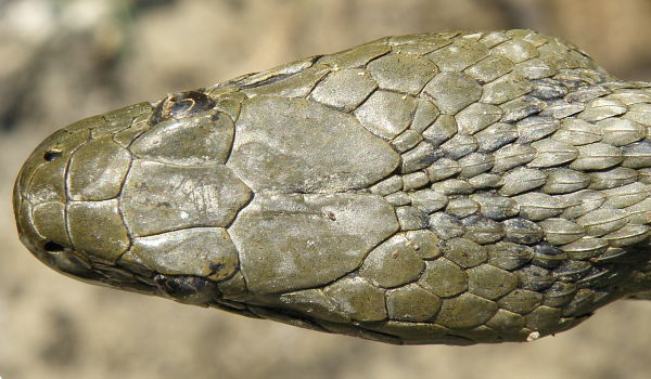 Natrix tessellata