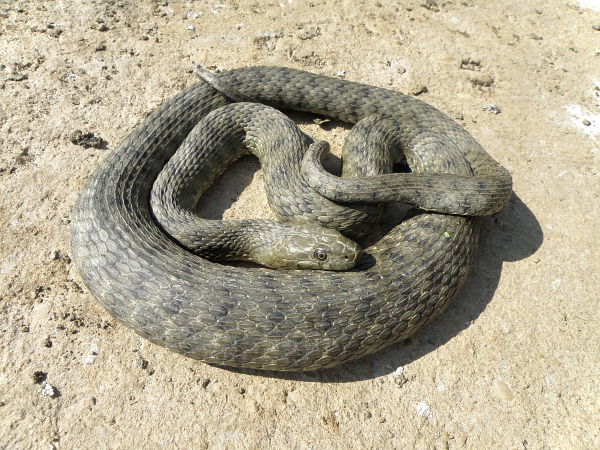 Natrix tessellata