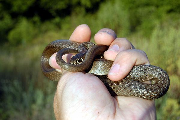 Hierophis gemonensis