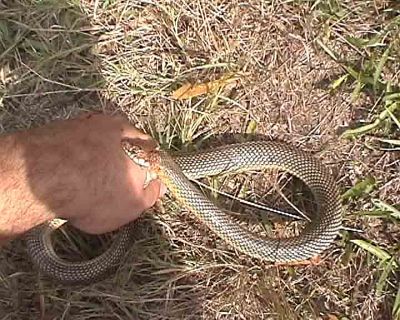 Dolichophis caspius