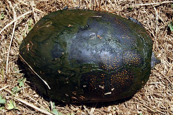 Emys orbicularis