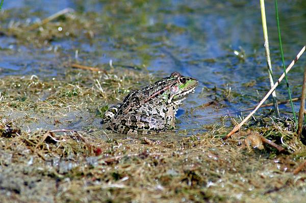 Pelophylax ridibundus