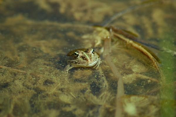 Pelophylax ridibundus