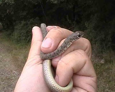 Dolichophis caspius