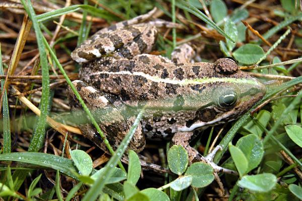 Pelophylax ridibundus