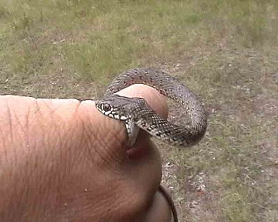 Dolichophis caspius