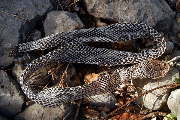 Hierophis viridiflavus