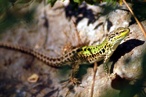 Podarcis siculus Podarcis siculus