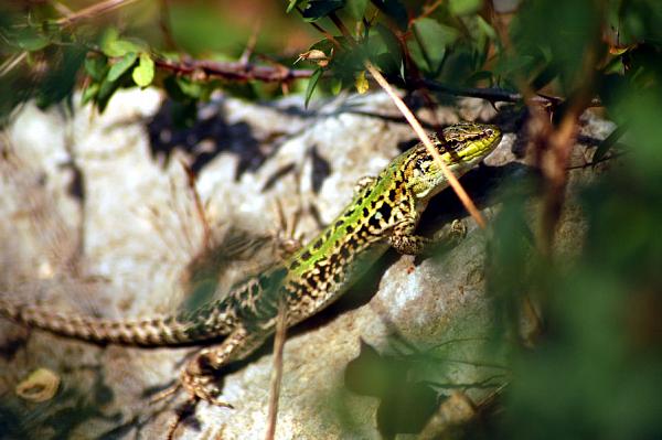 Podarcis siculus